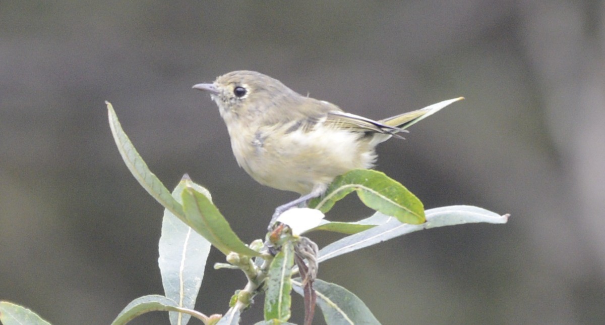 Hutton's Vireo (Pacific) - ML642789173