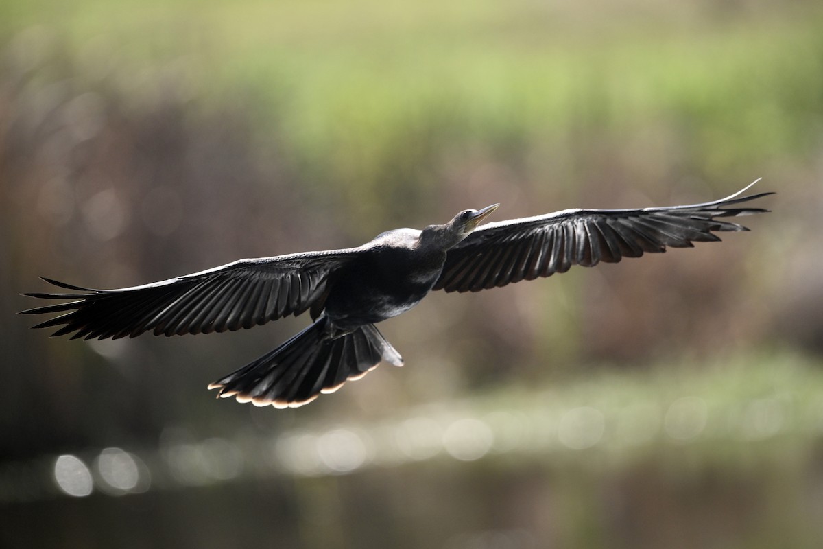 Anhinga - ML642789176