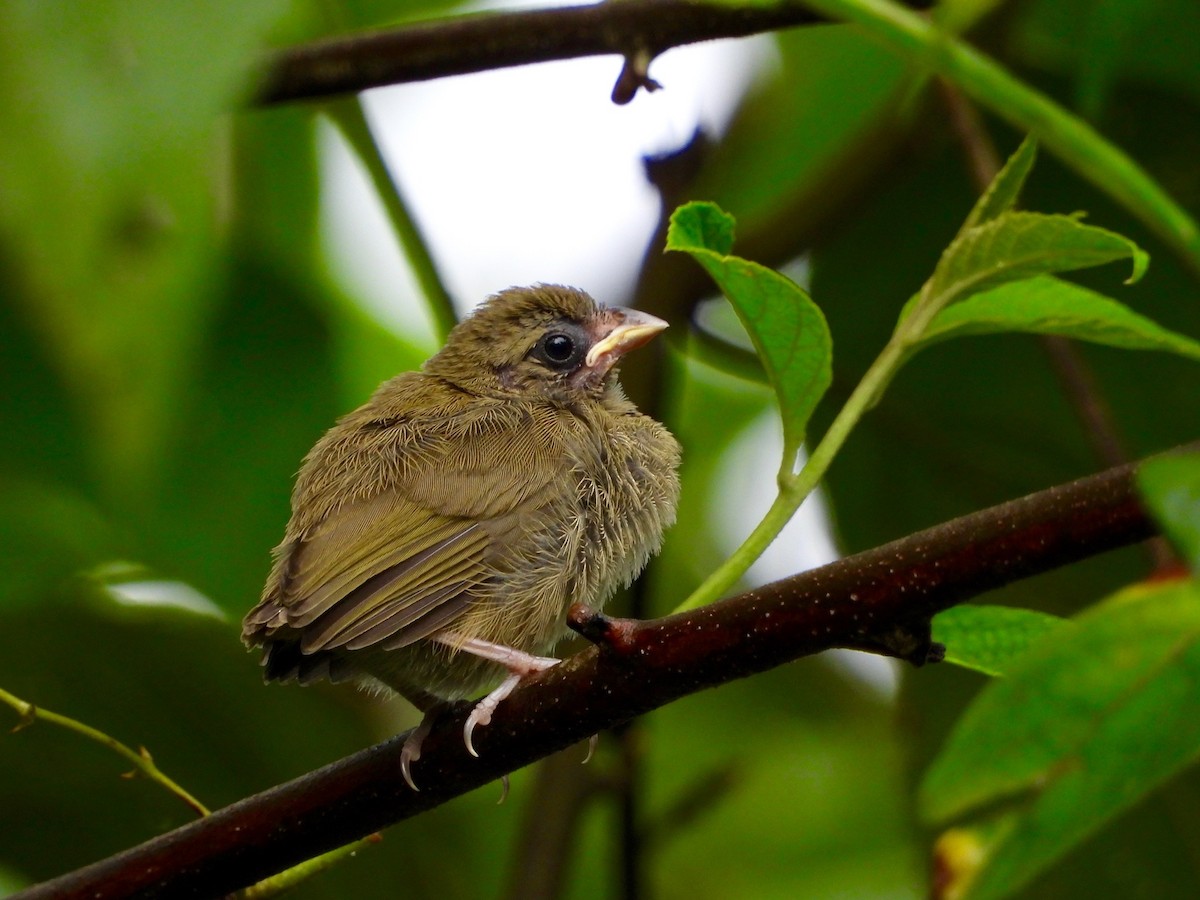 Yellow-faced Grassquit - ML642789182
