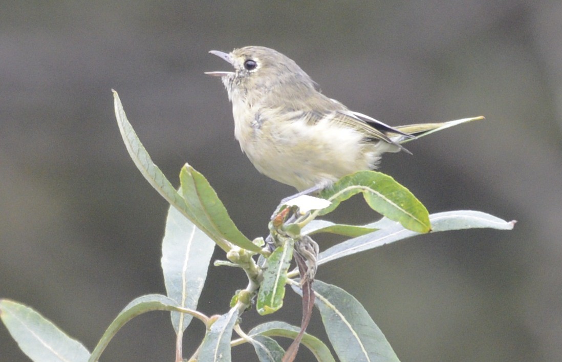 Hutton's Vireo (Pacific) - ML642789186
