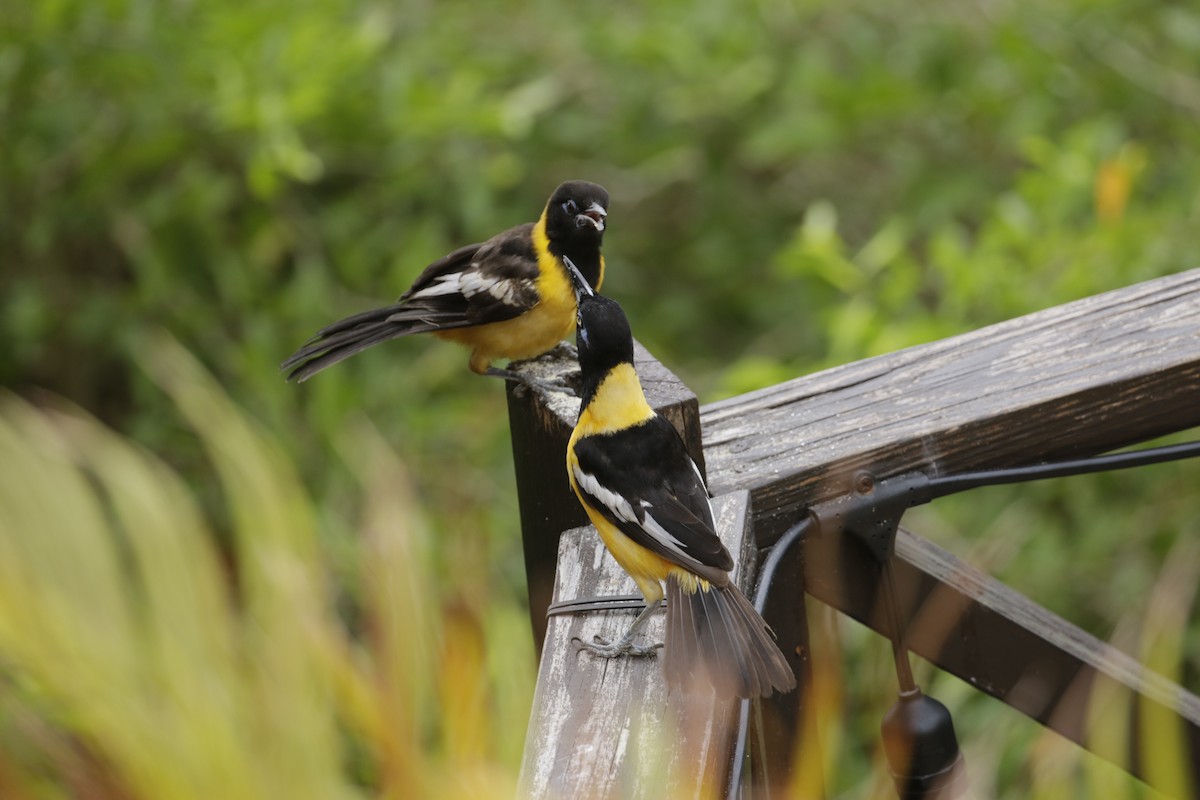 Venezuelan Troupial - ML642789194