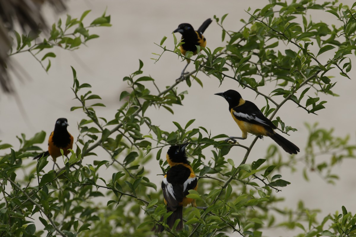 Venezuelan Troupial - ML642789206