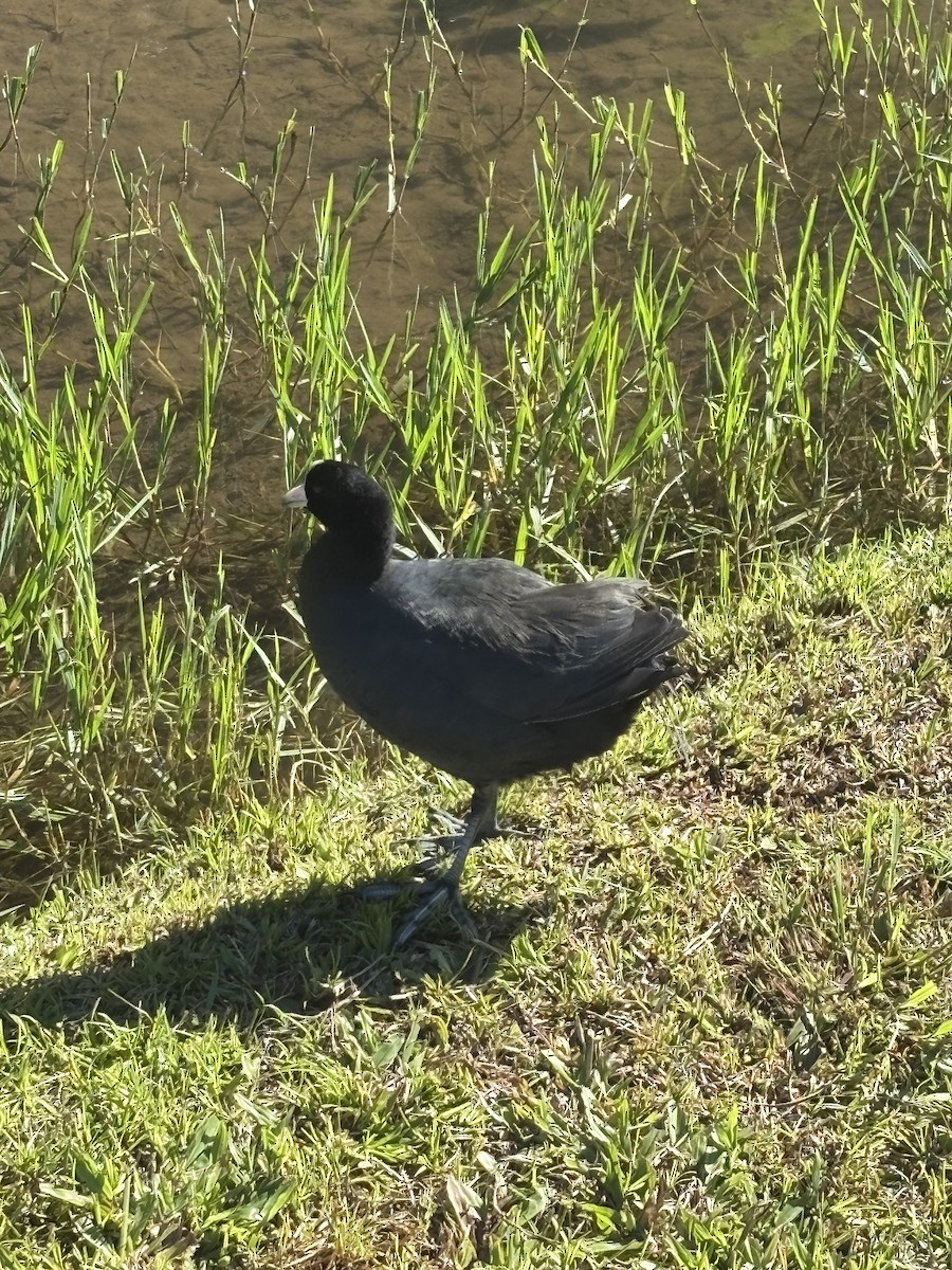 Hawaiian Coot - ML642789209