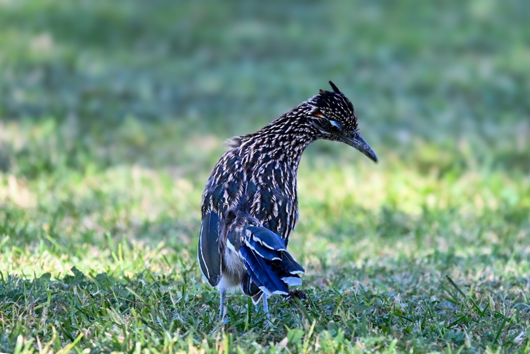Greater Roadrunner - ML642789212