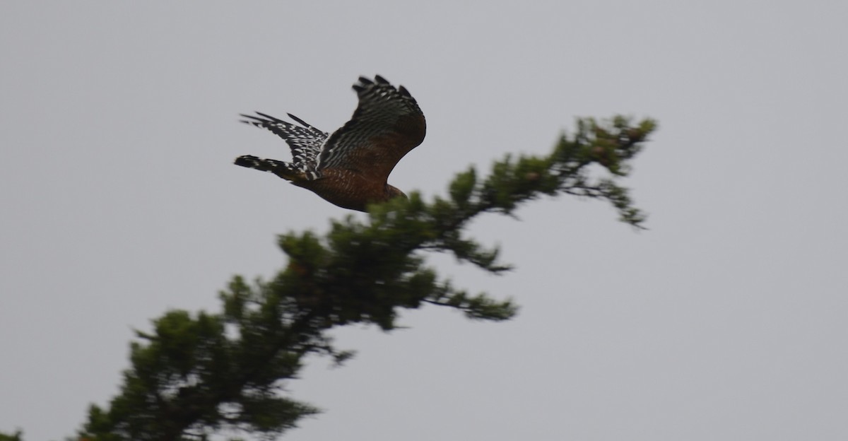 Red-shouldered Hawk (elegans) - ML642789215