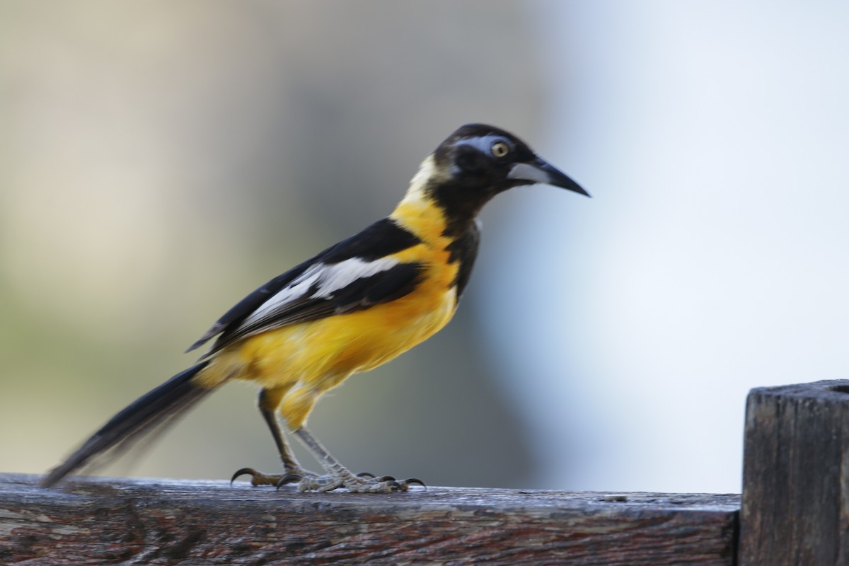 Venezuelan Troupial - ML642789219