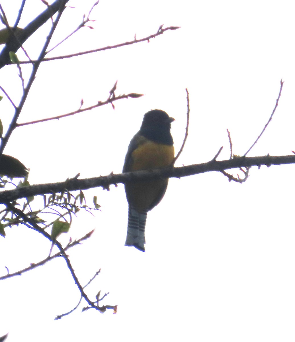 Gartered Trogon - ML642789223