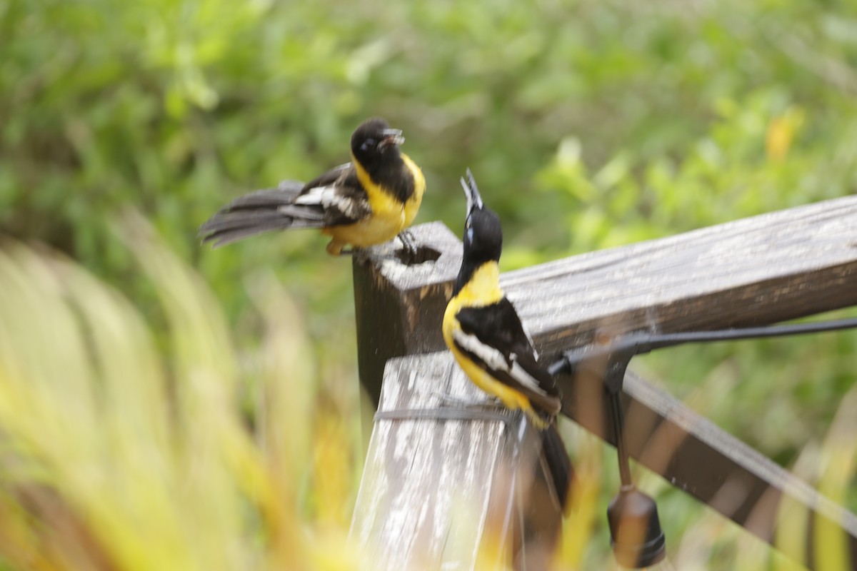 Venezuelan Troupial - ML642789226