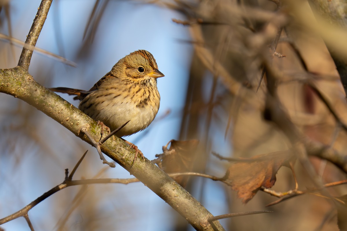 Lincoln's Sparrow - ML642789243