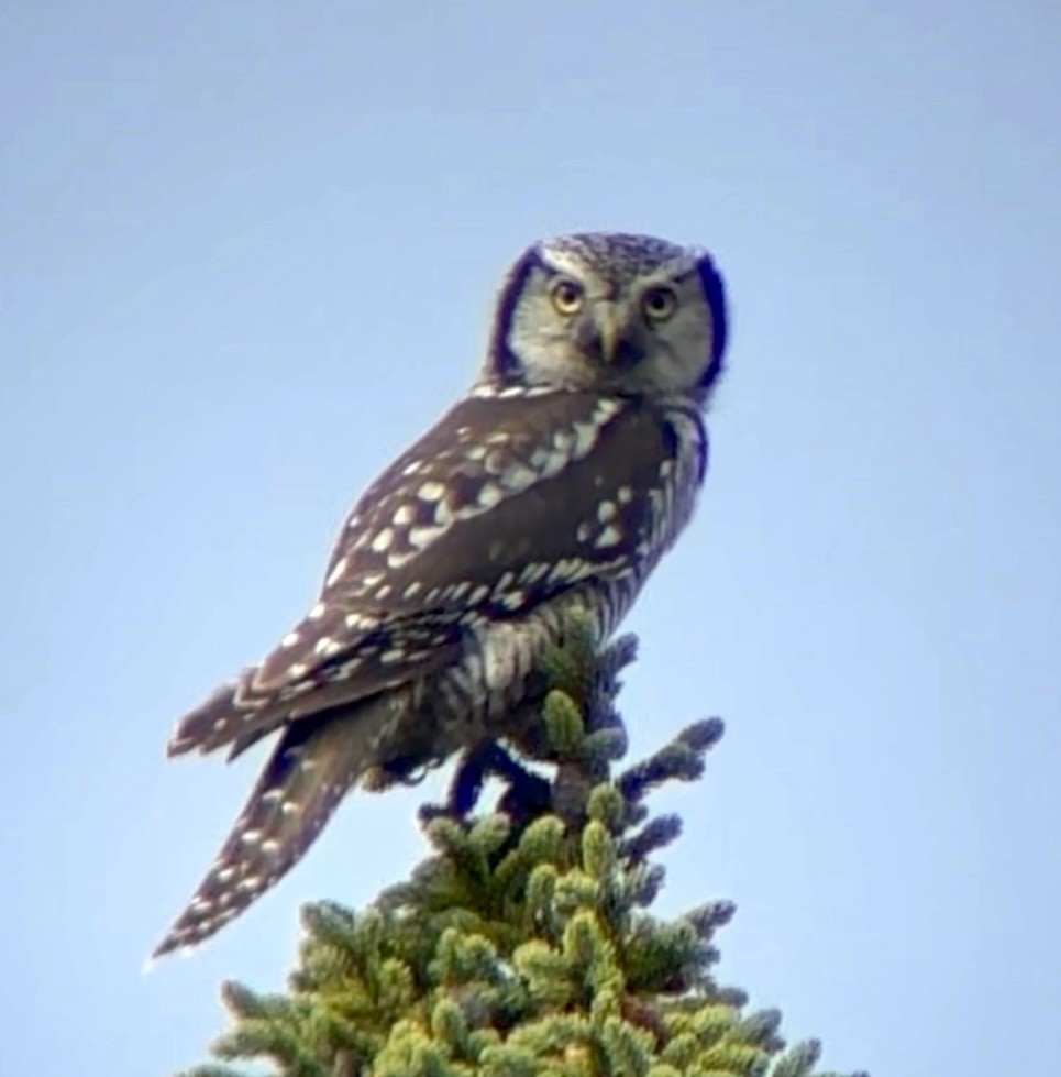 Northern Hawk Owl - ML642789251