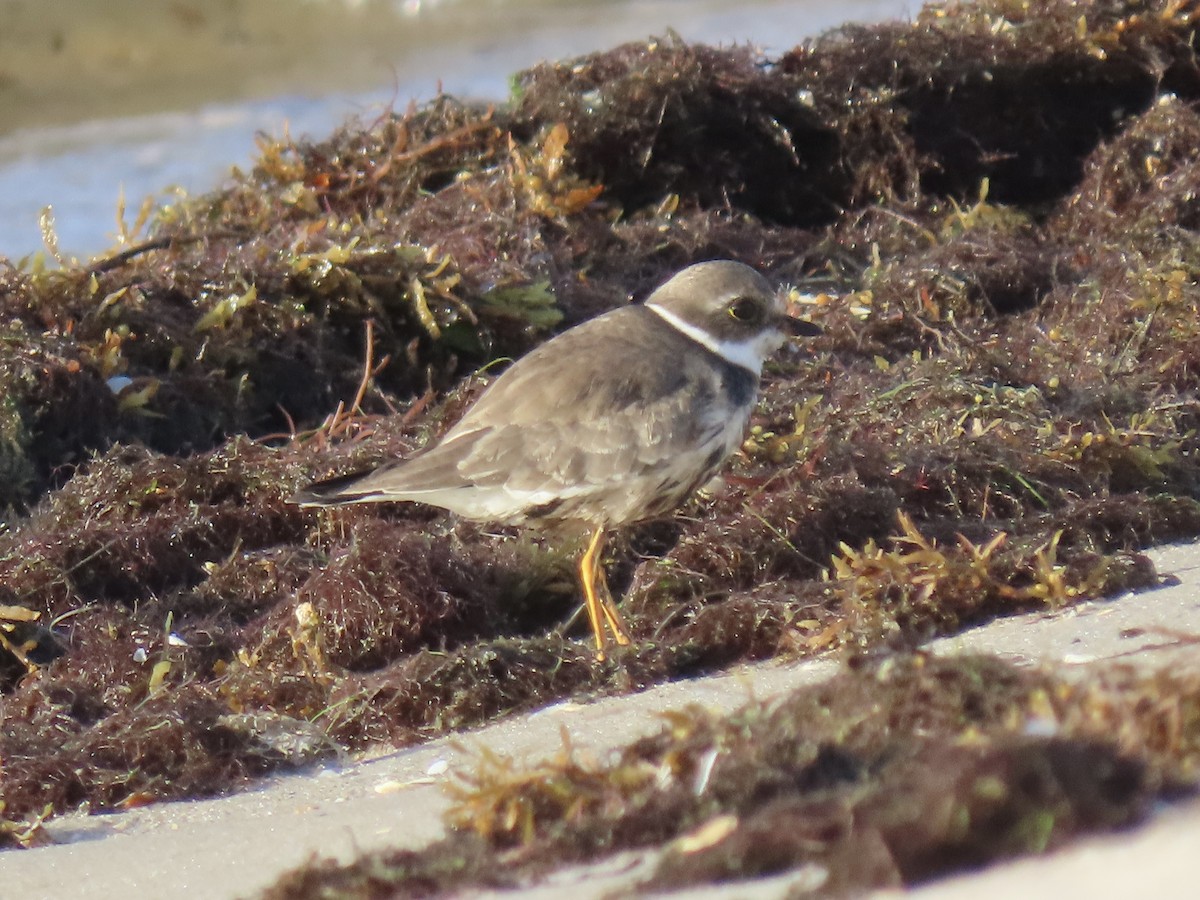 Semipalmated Plover - ML642789256