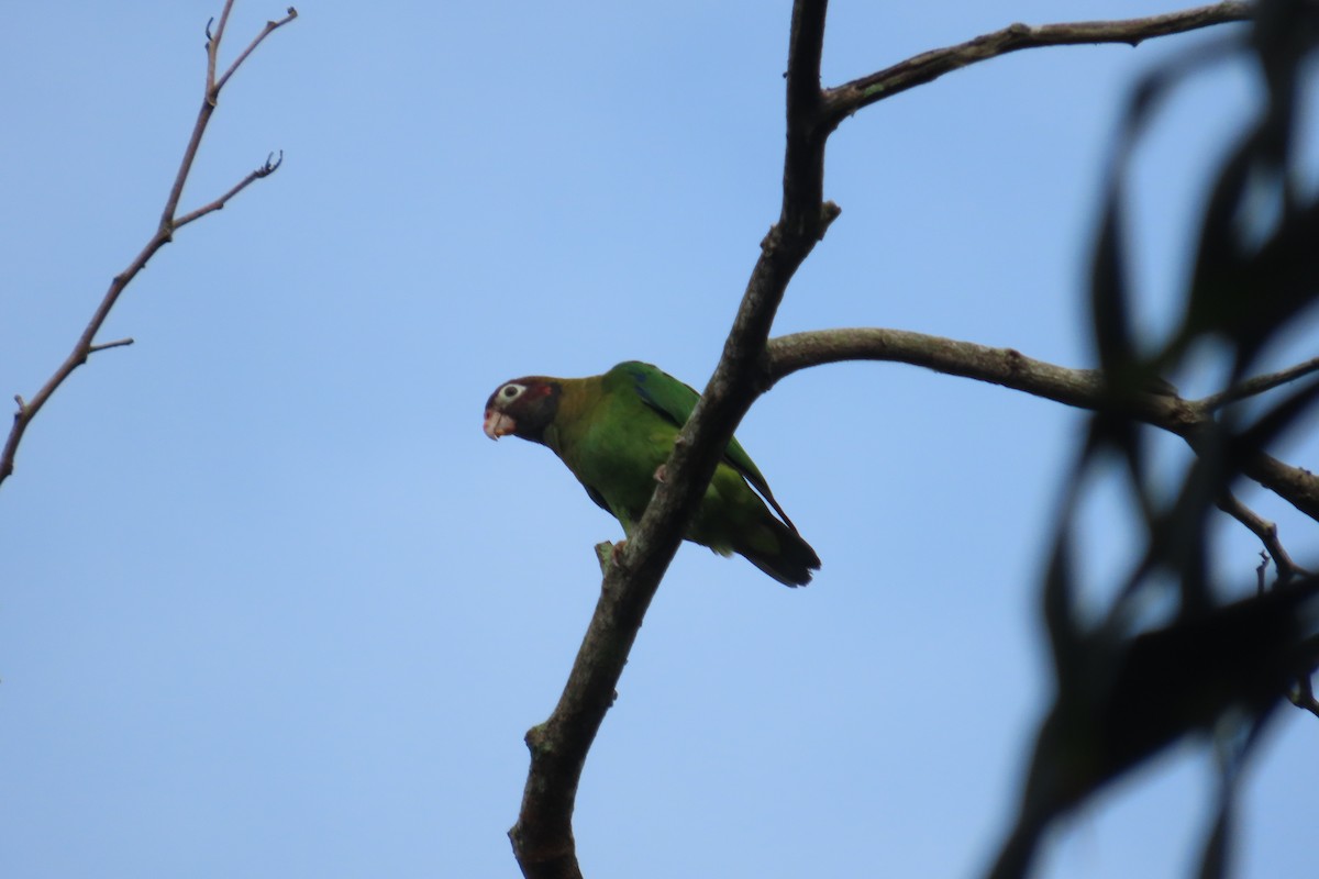 Brown-hooded Parrot - ML642789265