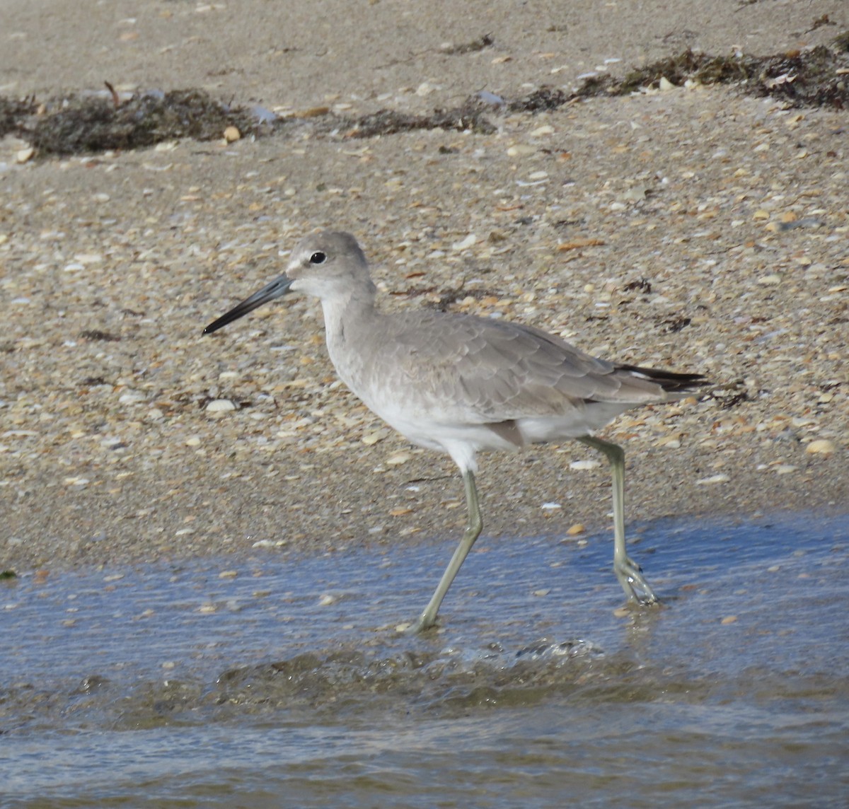 Willet - ML642789273