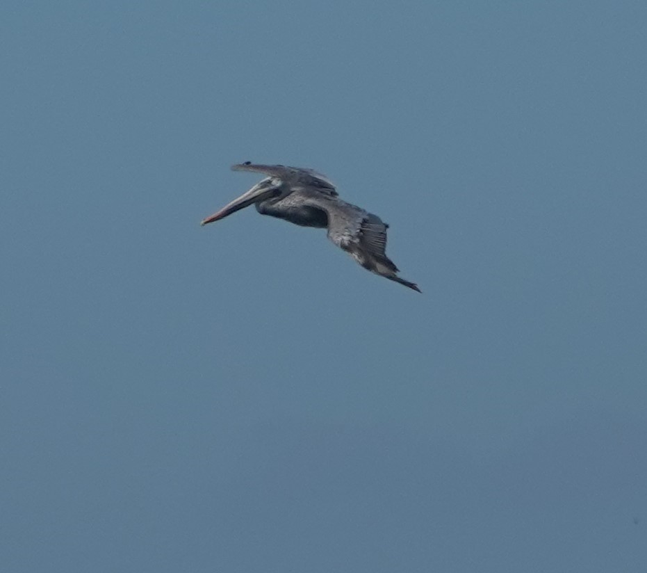 Brown Pelican - ML642789274