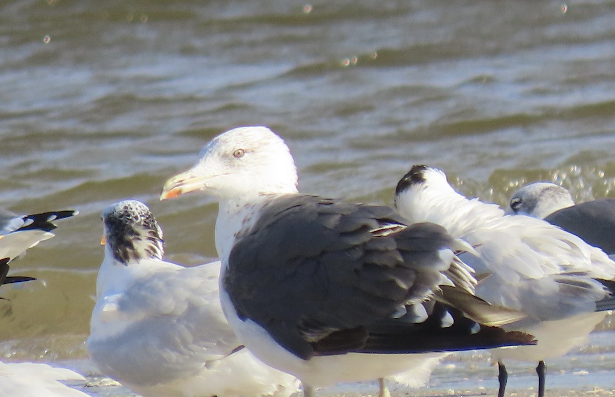 Lesser Black-backed Gull - ML642789319