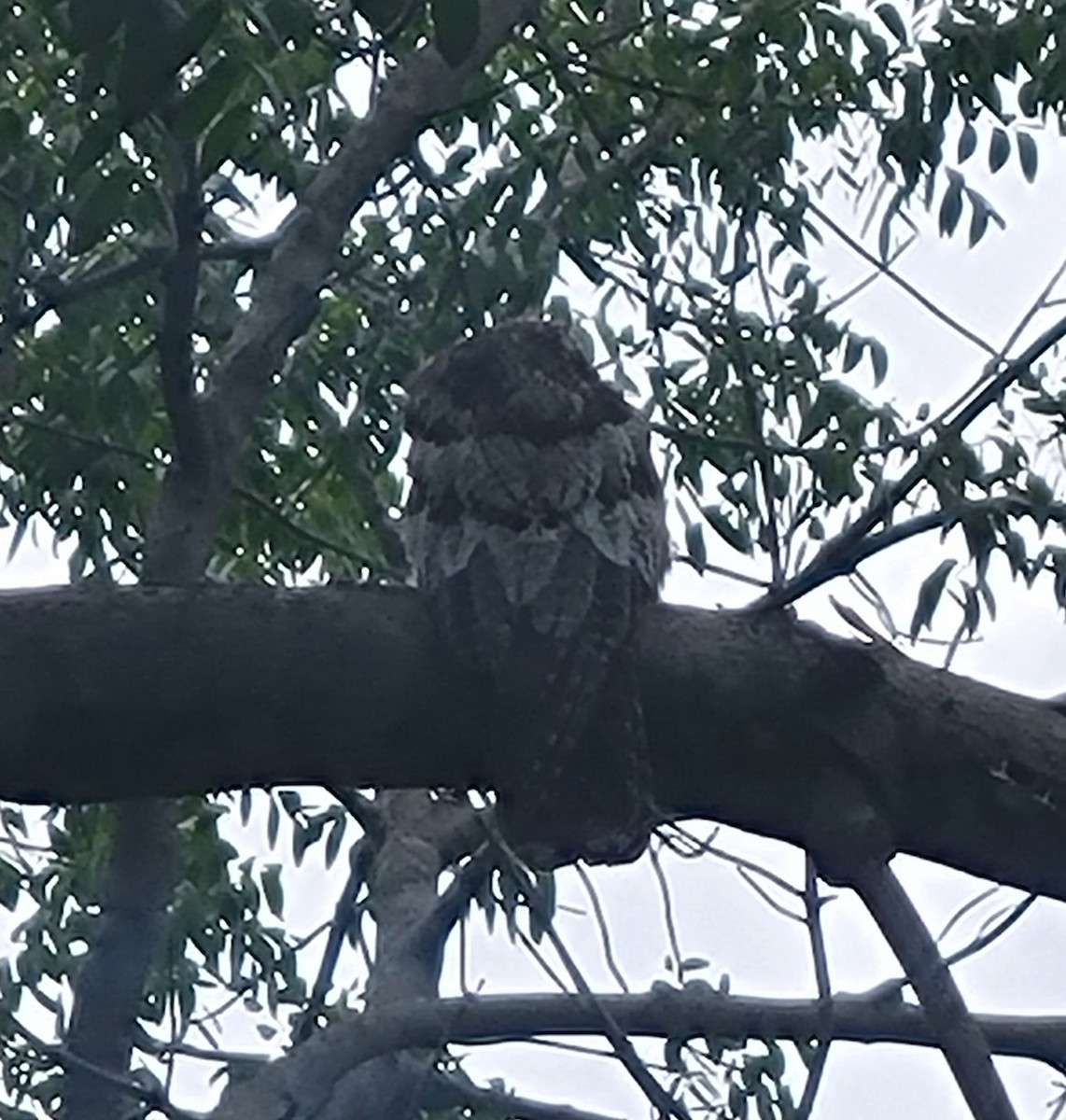Northern Potoo - ML642789324