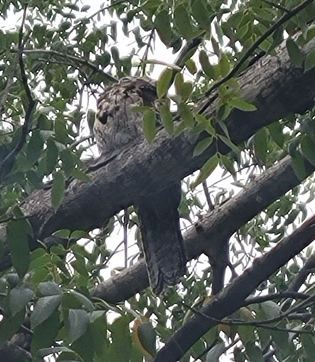 Northern Potoo - ML642789325