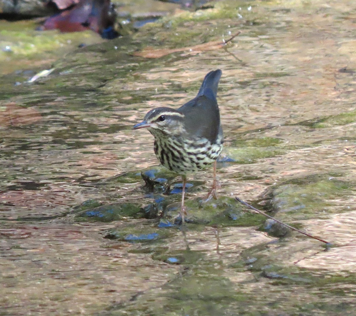 Northern Waterthrush - ML642789326