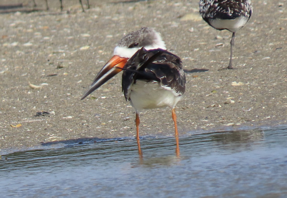 Black Skimmer - ML642789338