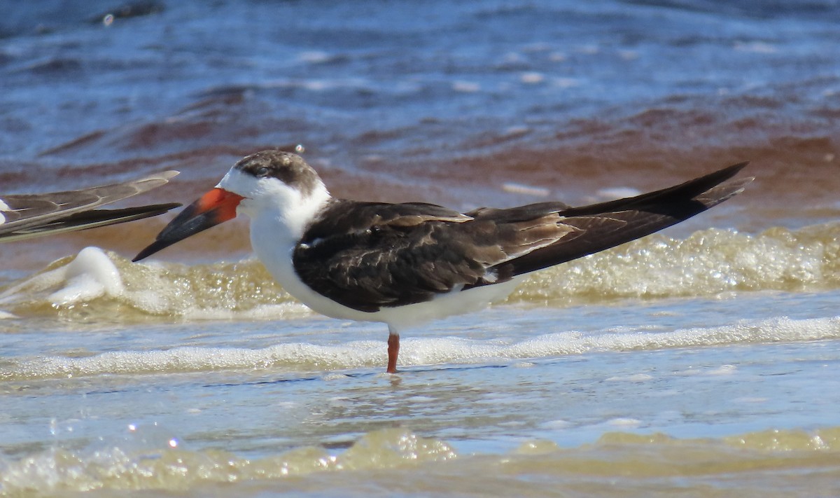 Black Skimmer - ML642789339