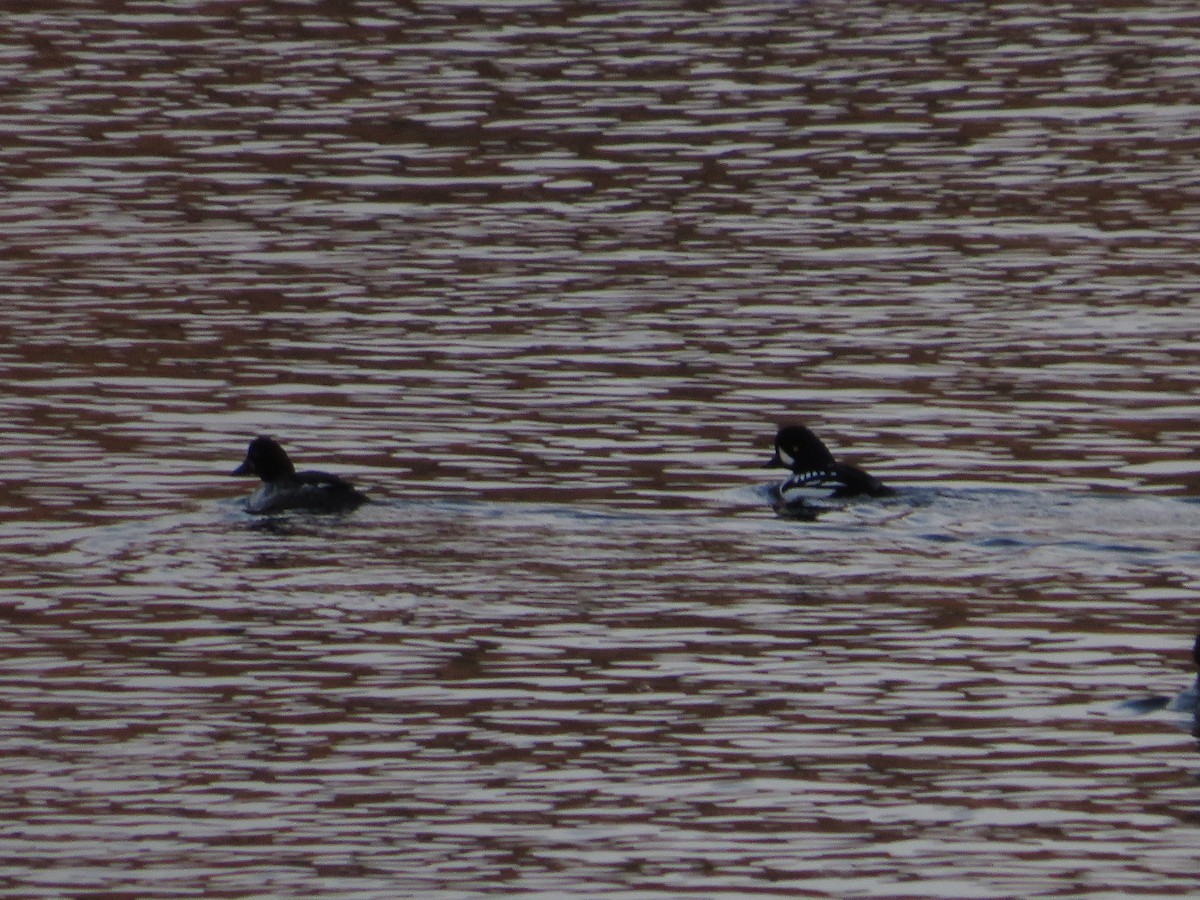 Barrow's Goldeneye - ML642789355