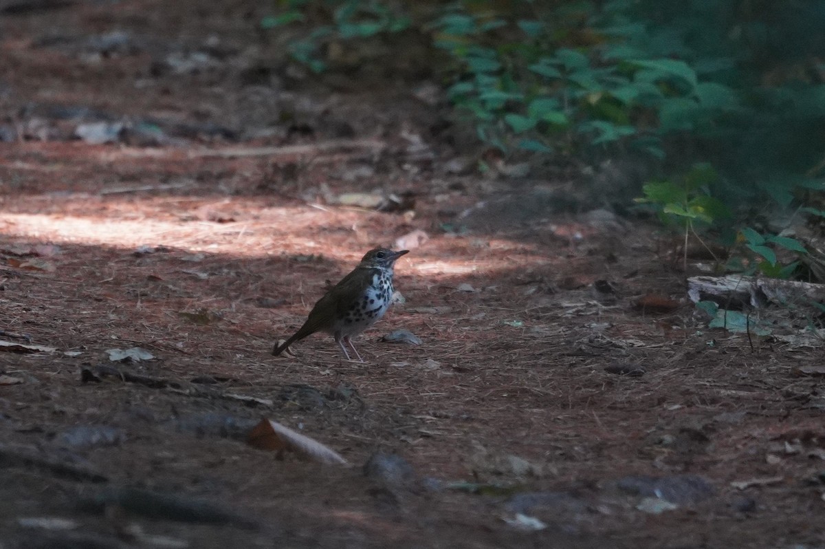 Wood Thrush - ML642789360
