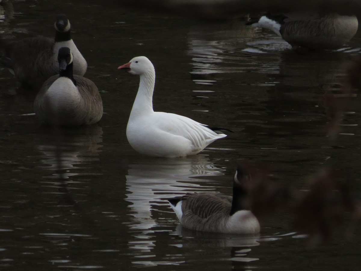 Snow Goose - ML642789369