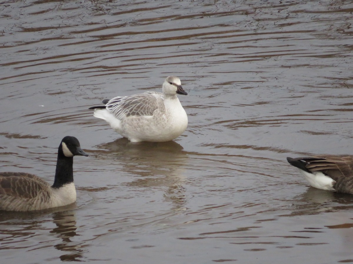 Snow Goose - ML642789370
