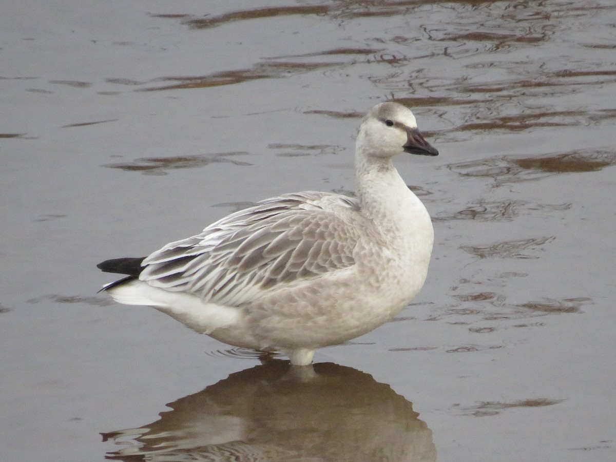 Snow Goose - ML642789371