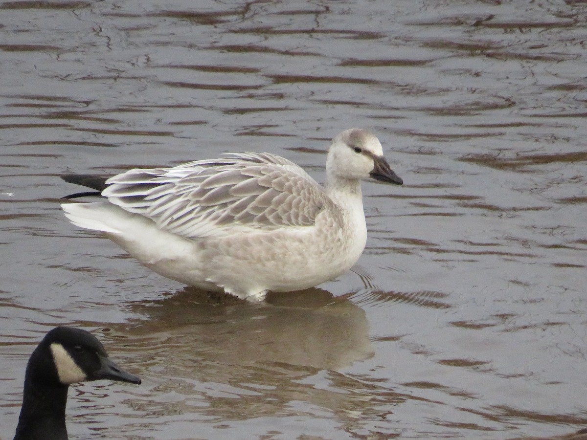 Snow Goose - ML642789372