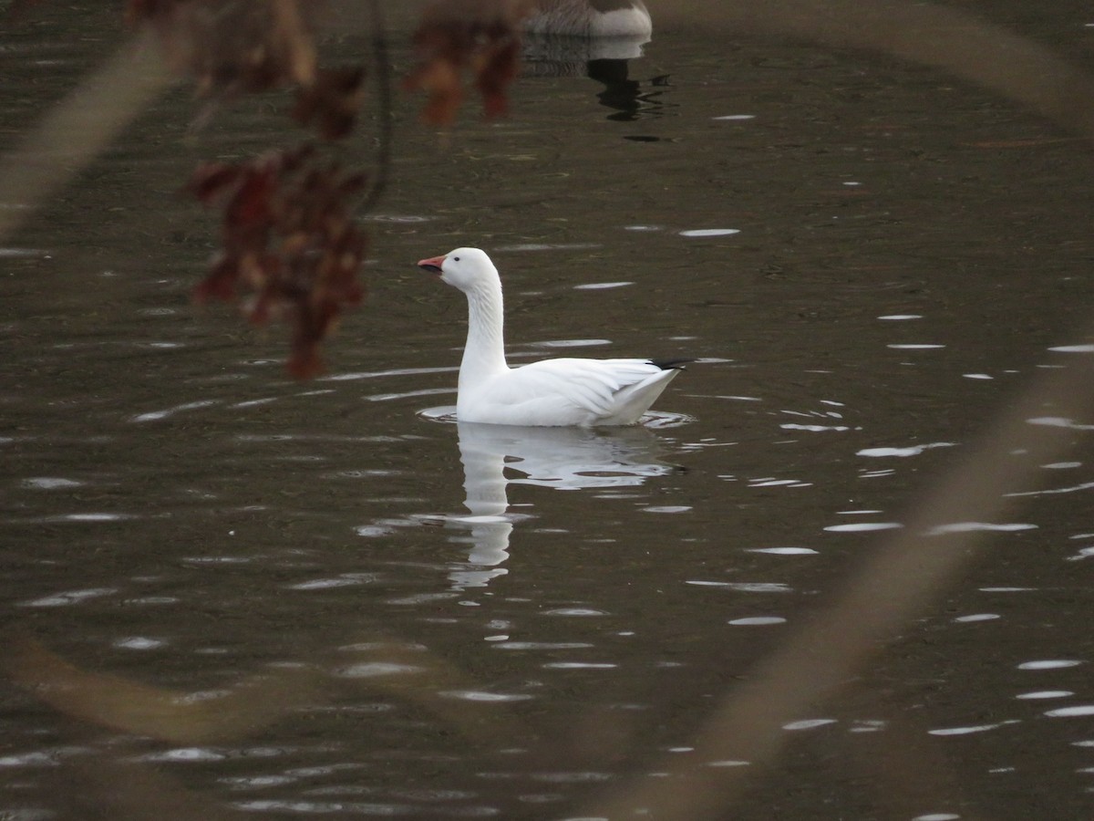 Snow Goose - ML642789373