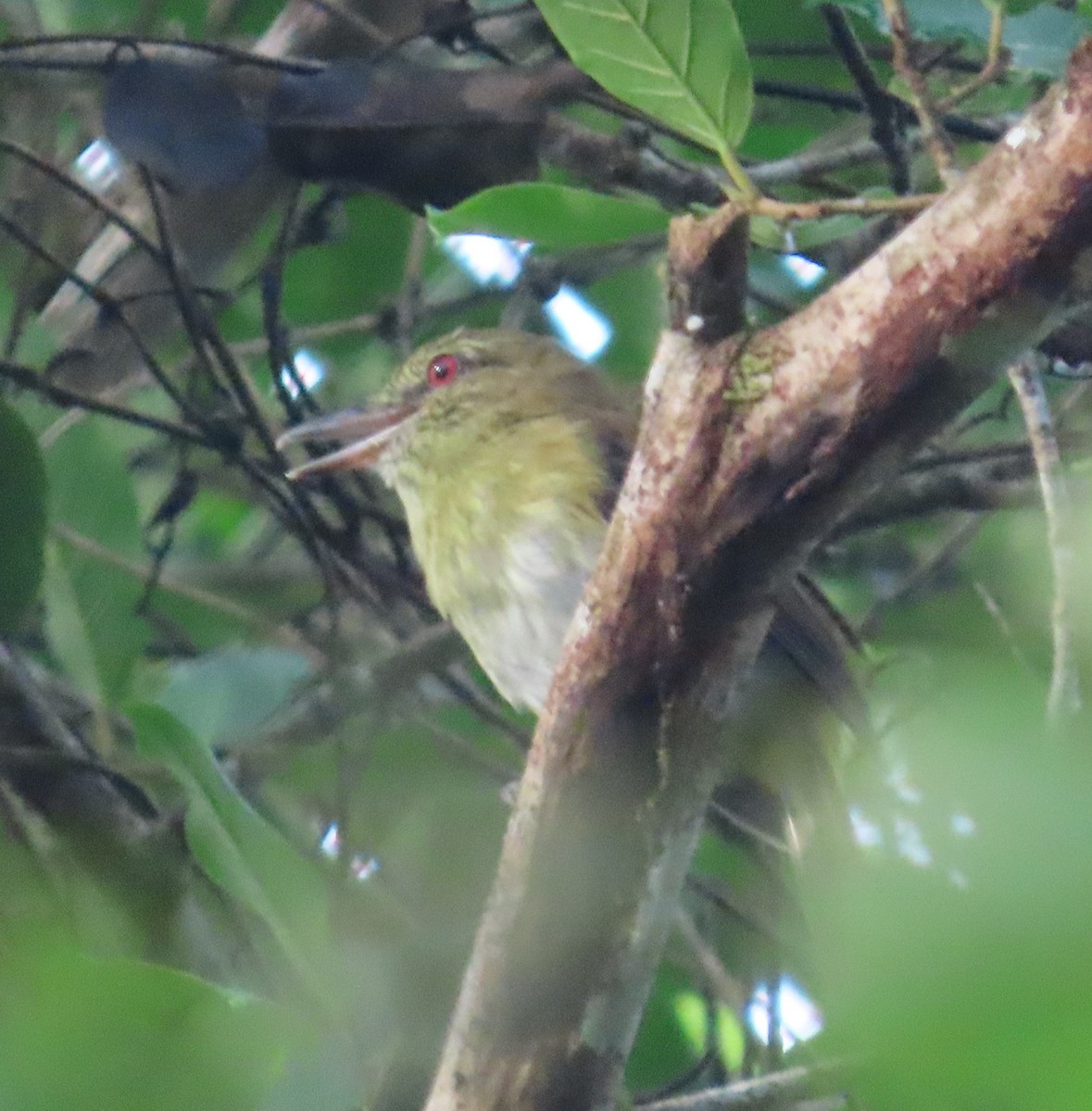 Bright-rumped Attila - ML642789389