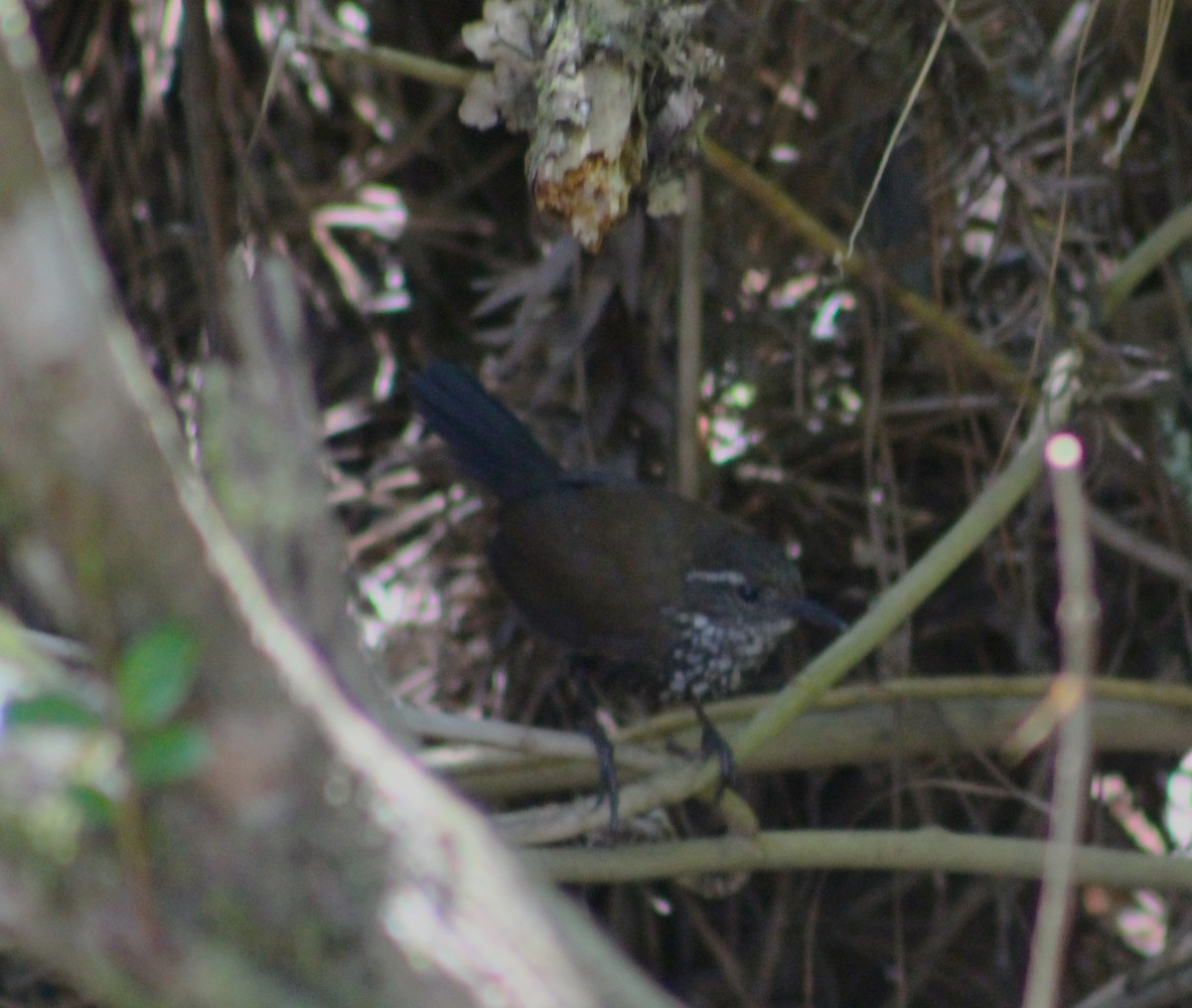Sharp-tailed Streamcreeper - ML642789414