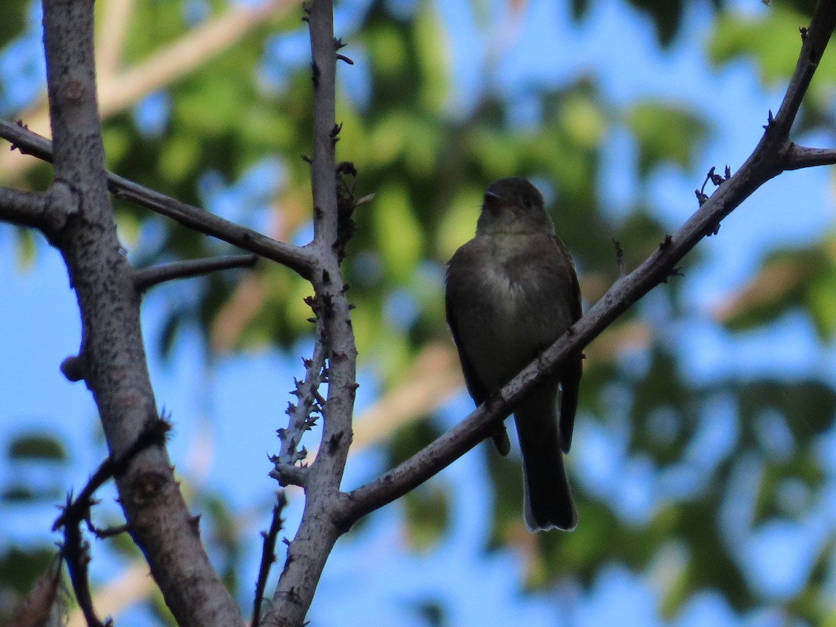 Eastern Wood-Pewee - ML642789417