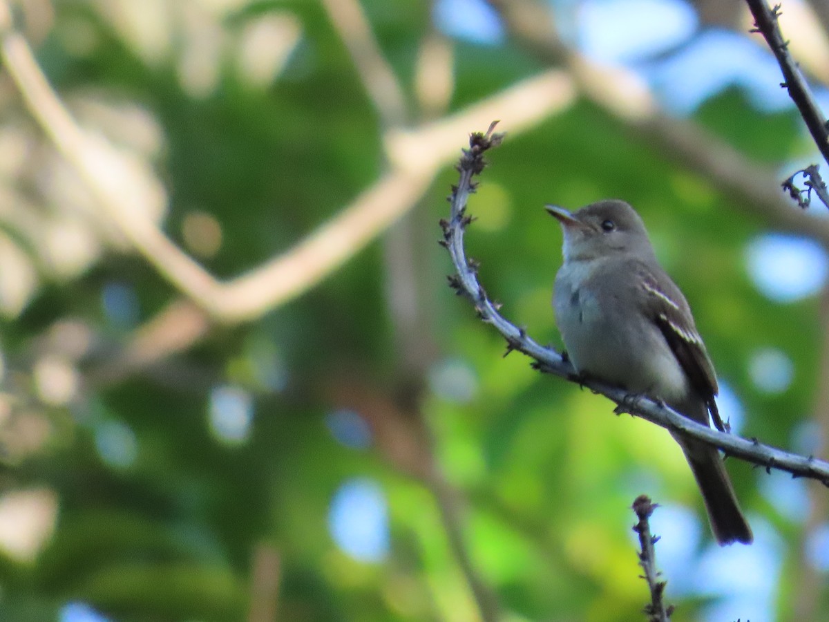 Eastern Wood-Pewee - ML642789418
