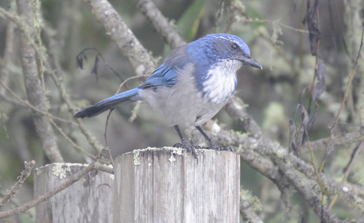 California Scrub-Jay - ML642789423