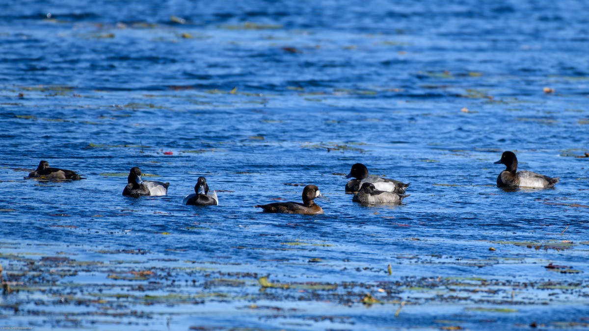 Greater/Lesser Scaup - ML642789425