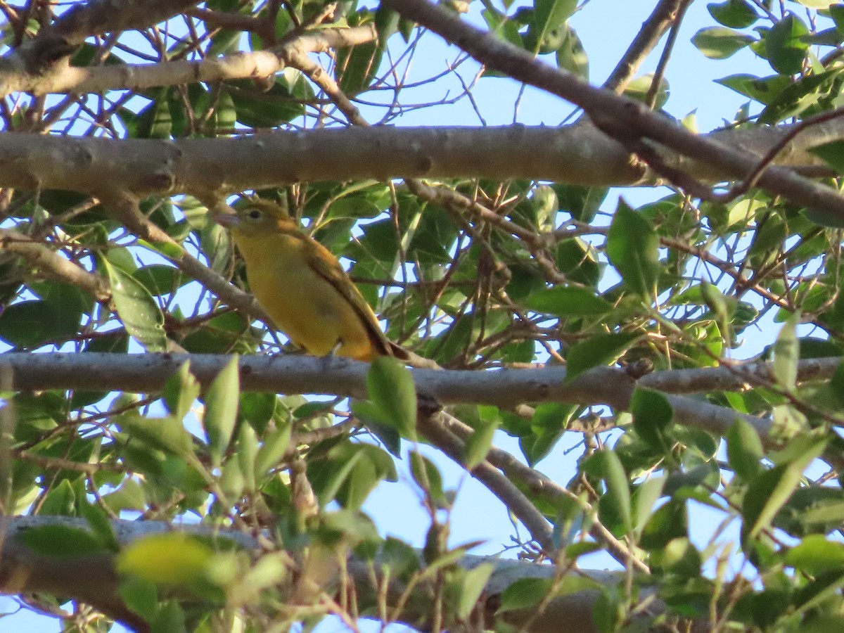 Summer Tanager - ML642789432