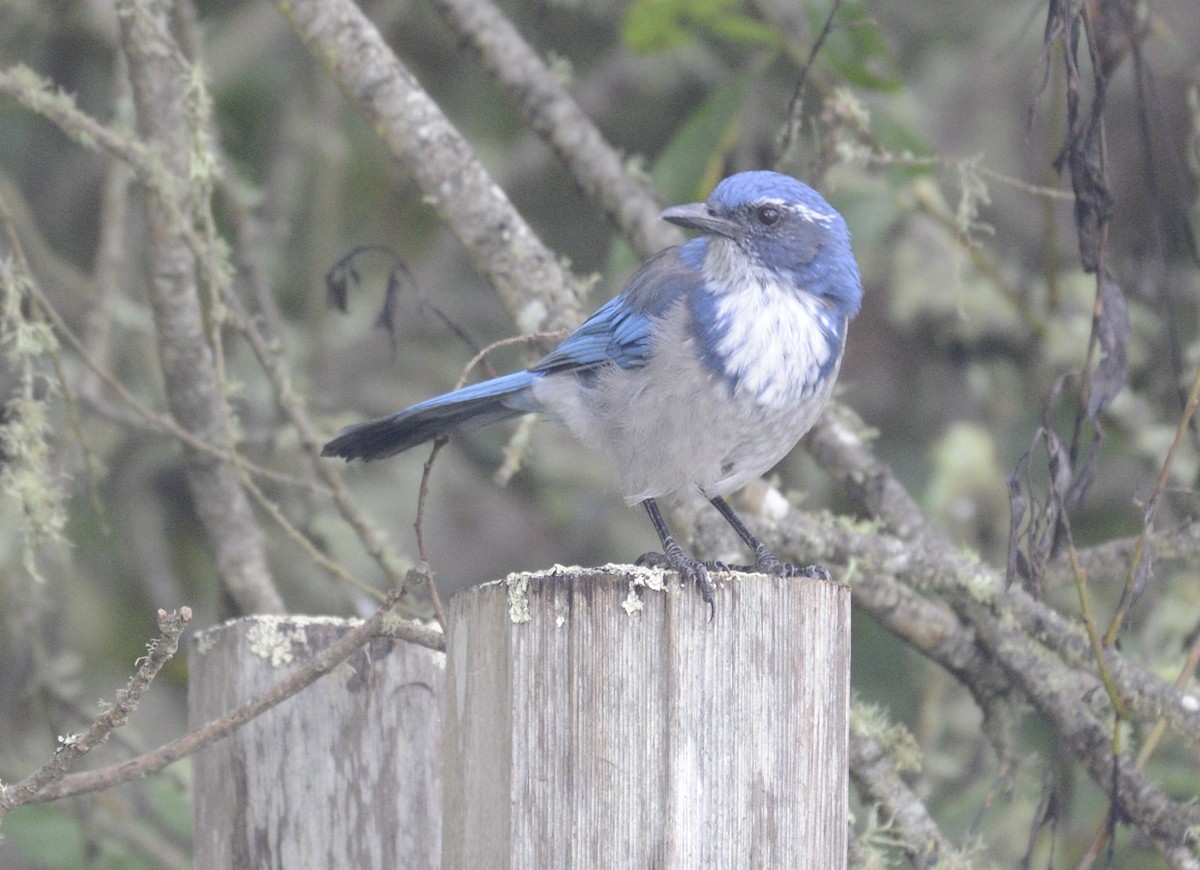 California Scrub-Jay - ML642789435