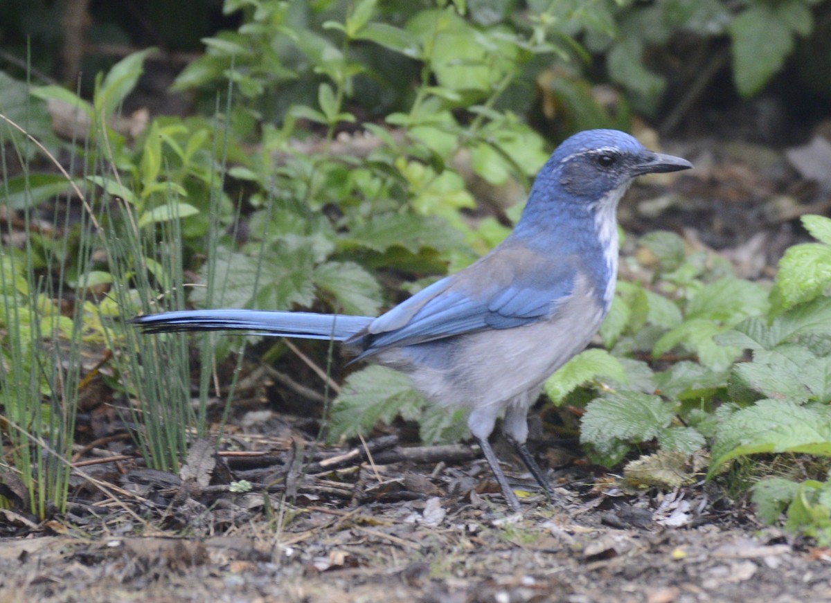 California Scrub-Jay - ML642789443