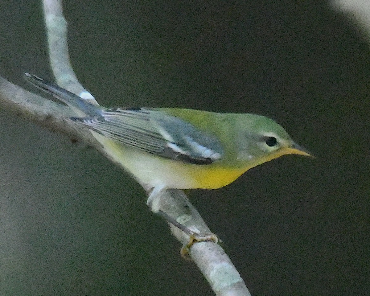 Northern Parula - ML642789444