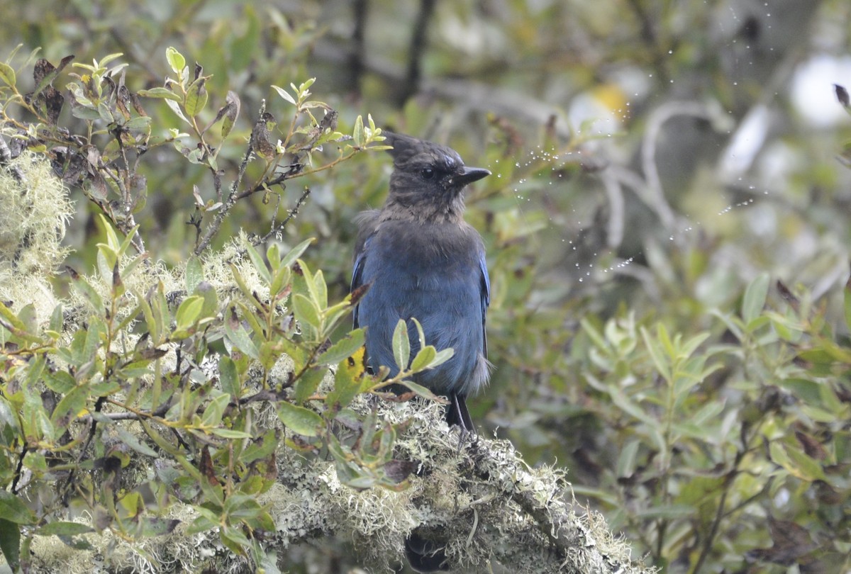 Steller's Jay (Coastal) - ML642789460