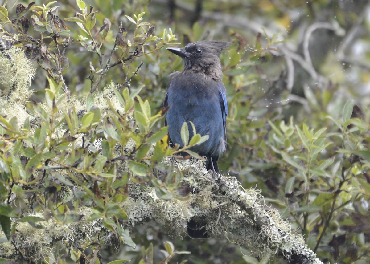 Steller's Jay (Coastal) - ML642789470