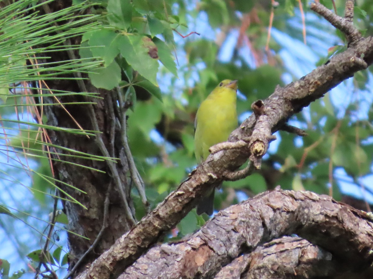 Scarlet Tanager - ML642789474