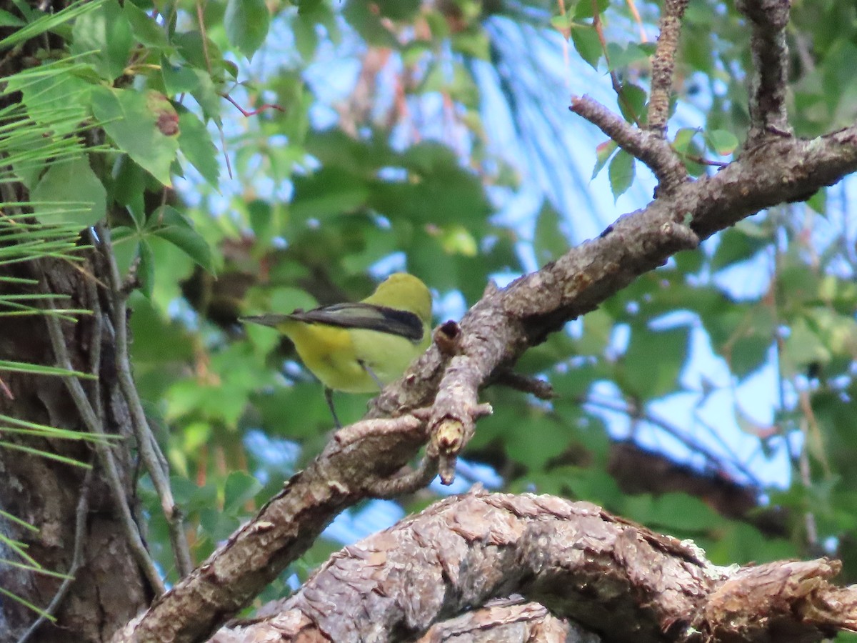 Scarlet Tanager - ML642789475