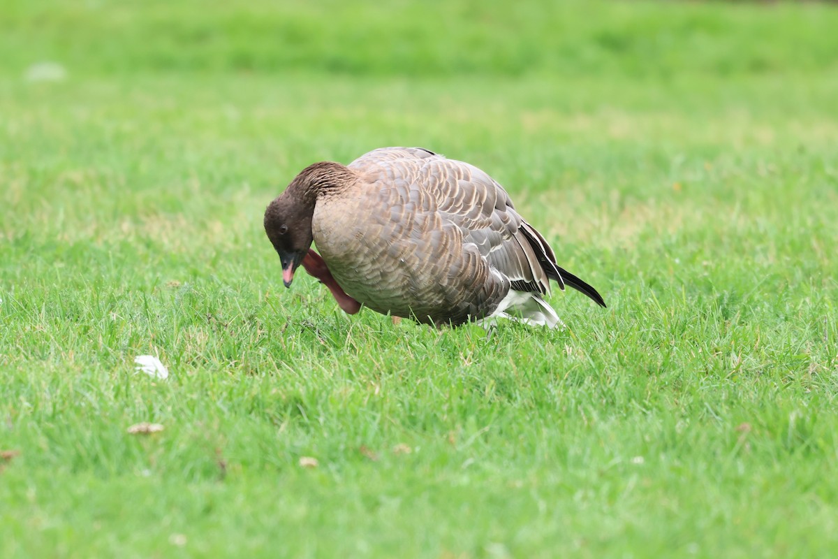 Pink-footed Goose - ML642789481