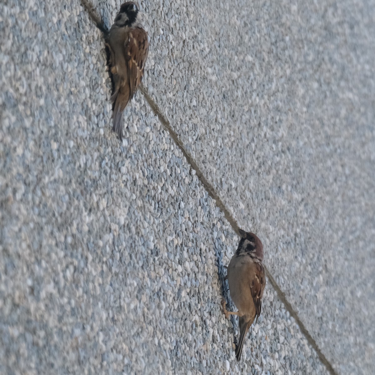 Eurasian Tree Sparrow - ML642789483