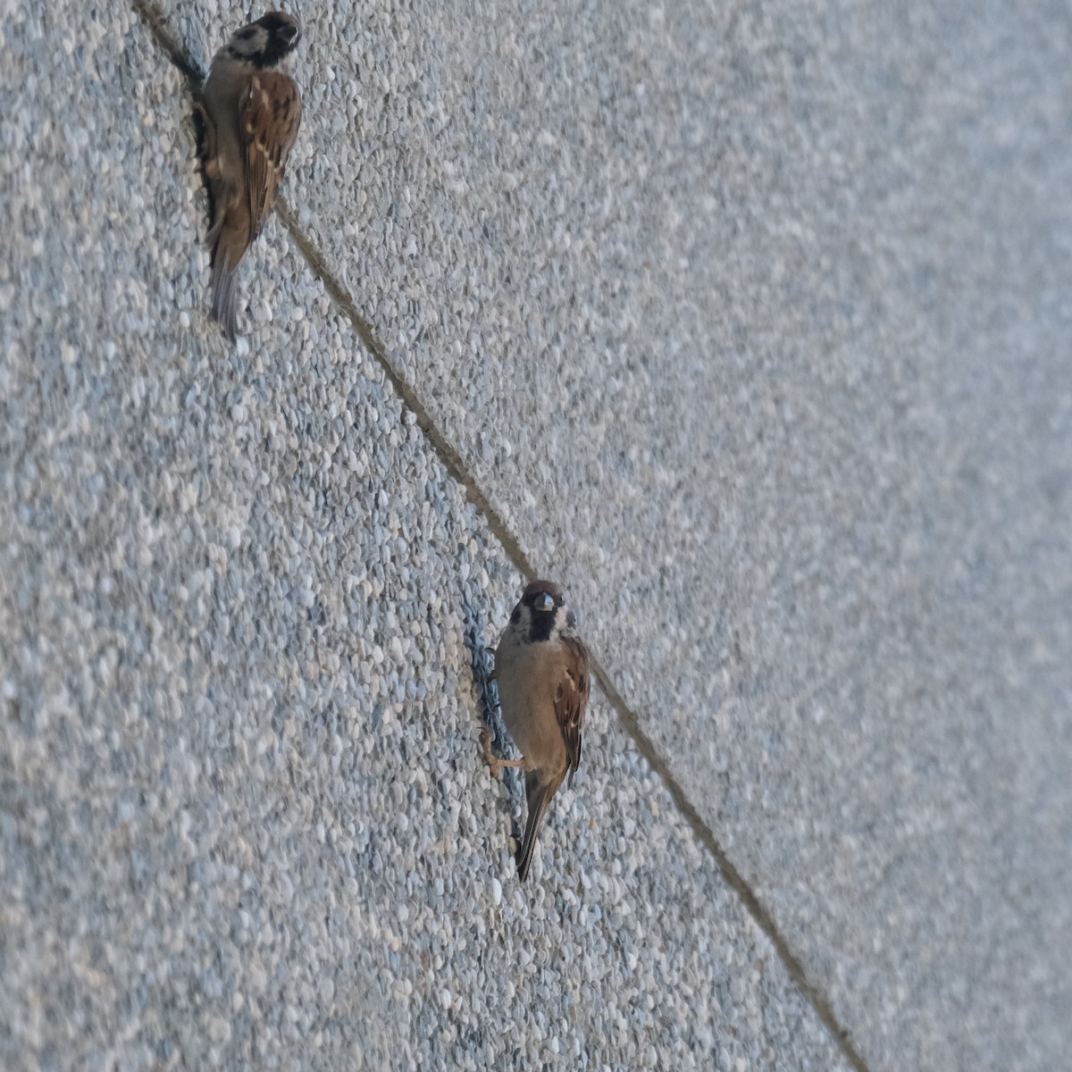 Eurasian Tree Sparrow - ML642789484