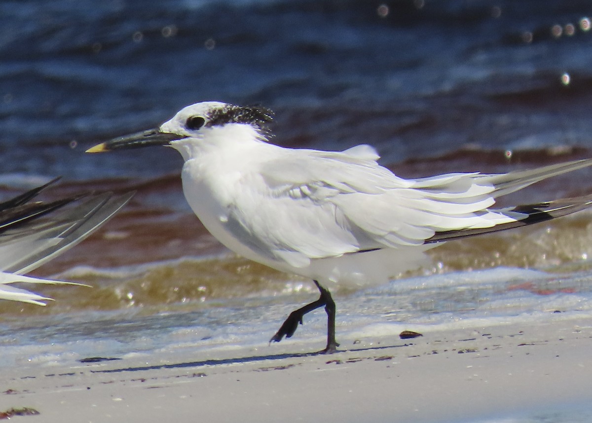 Sandwich Tern - ML642789488