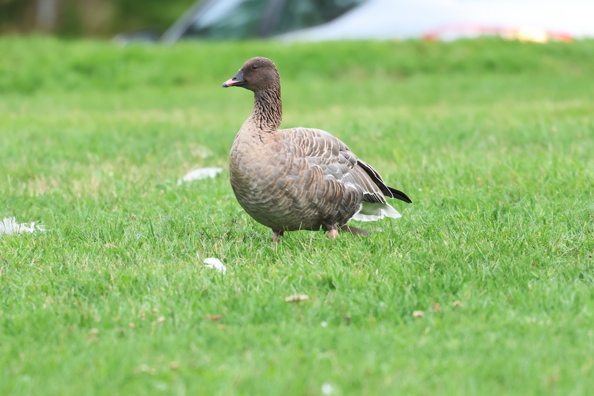 Pink-footed Goose - ML642789496